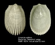 Limatula setifera